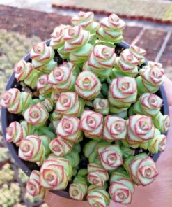 Crassula 'Jade Necklace' Rare Succulent Seeds - 25 Seeds Pack - Indoor/Outdoor - Image 3