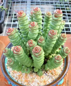 Crassula 'Jade Necklace' Rare Succulent Seeds - 25 Seeds Pack - Indoor/Outdoor - Image 4