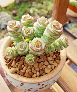 Crassula 'Jade Necklace' Rare Succulent Seeds - 25 Seeds Pack - Indoor/Outdoor - Image 6
