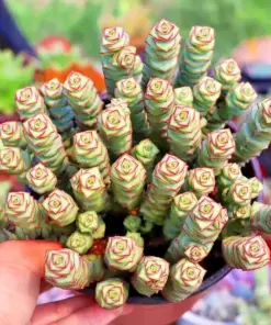 Crassula 'Jade Necklace' Succulent Seeds - Rare Live Plant 25 Seeds Pack - Indoor & Outdoor - Image 2