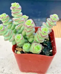 Crassula 'Jade Necklace' Succulent Seeds - Rare Live Plant 25 Seeds Pack - Indoor & Outdoor - Image 5