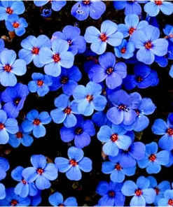 Creeping Thyme Herb Seeds - Thymus Serpyllum Ground Cover Blue - 100+ Seeds - Image 2