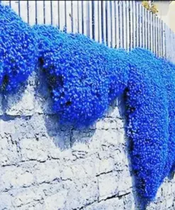 Creeping Thyme Herb Seeds - Thymus Serpyllum Ground Cover Blue - 100+ Seeds - Image 1