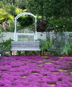 Creeping Thyme Seeds - Non-GMO Herb Seeds - Perennial Ground Cover - 300+ Seeds - Image 1