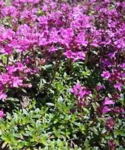 Creeping Thyme Seeds - Purple Groundcover, Drought Perennial Mix - 400+ Seeds - Image 2