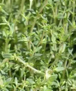Creeping Thyme Seeds - Purple Groundcover, Drought Perennial Mix - 400+ Seeds - Image 3