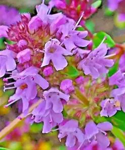 Creeping Thyme Seeds - Purple Groundcover, Drought Perennial Mix - 400+ Seeds - Image 1