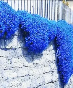 Creeping Thyme Seeds - Thymus Serpyllum Ground Cover (Blue) - Perennial Herb Flower - Image 1