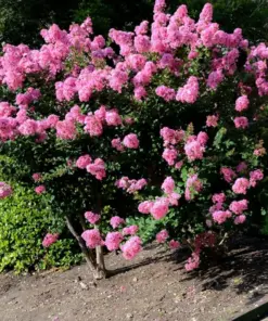 Crepe Myrtle Cuttings - Fast Grow Plant - 7 Cuttings for Rooting - Indoor/Outdoor - Image 3