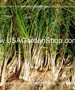 Củ Kiệu Allium chinense (Rakkyo) Herb Root - 3x Live Herb Root Plant - Indoor/Outdoor - Image 10