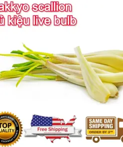 Củ Kiệu Allium chinense (Rakkyo) Herb Root - 3x Live Herb Root Plant - Indoor/Outdoor - Image 12