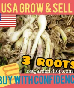 Củ Kiệu Allium chinense (Rakkyo) Herb Root - 3x Live Herb Root Plant - Indoor/Outdoor - Image 2