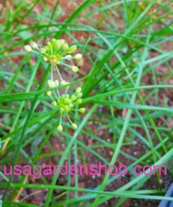 Củ Kiệu Allium chinense (Rakkyo) Herb Root - 3x Live Herb Root Plant - Indoor/Outdoor - Image 3