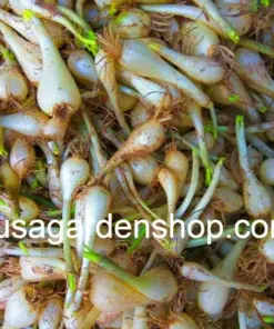 Củ Kiệu Allium chinense (Rakkyo) Herb Root - 3x Live Herb Root Plant - Indoor/Outdoor - Image 4