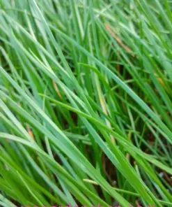 Củ Kiệu Allium chinense (Rakkyo) Herb Root - 3x Live Herb Root Plant - Indoor/Outdoor - Image 5