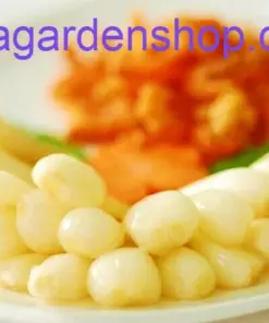 Củ Kiệu Allium chinense (Rakkyo) Herb Root - 3x Live Herb Root Plant - Indoor/Outdoor - Image 6