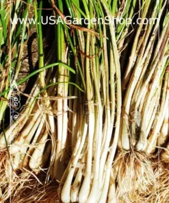 Củ Kiệu Allium chinense (Rakkyo) Herb Root - 3x Live Herb Root Plant - Indoor/Outdoor - Image 7