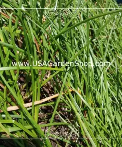 Củ Kiệu Allium chinense (Rakkyo) Herb Root - 3x Live Herb Root Plant - Indoor/Outdoor - Image 8