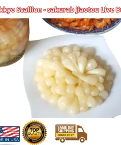 Củ Kiệu Allium chinense (Rakkyo) Herb Root - 3x Live Herb Root Plant - Indoor/Outdoor - Image 1