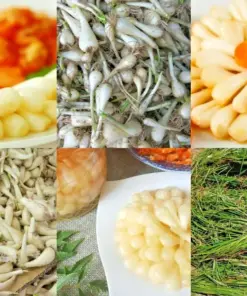 Củ Kiệu Rakkyo Seeds - Allium Chinense Herb Root - Fast Grow - Indoor/Outdoor - 12 Seeds - Image 1