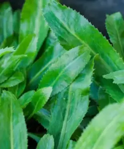 Culantro Recao Seeds - Cilantro Ancho Herb Seeds - 200+ Count - Grow Your Own - Image 3