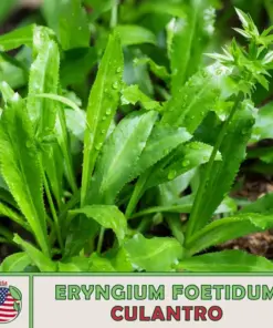 Culantro Seeds - Mexican Coriander DE ALCAPATE - Herb Seeds - 200+ Seeds - Outdoor - Image 1