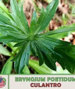 Culantro Seeds - Mexican Coriander (Ngò Gai, Recao) - Perennial Herb Seeds - 500+ Count - Outdoor, USA Grown - Image 1