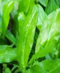 Culantro Seeds - Recao & Ngò Gai Herb Seeds - 500 Seeds - Easy Grow Indoors/Outdoors - Image 2
