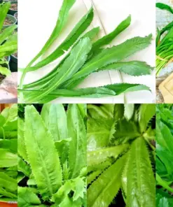 Culantro Seeds (Recao) - Non-GMO Ngo Gai Herb Seeds - 10,000+ Seeds - Indoor/Outdoor - Image 1