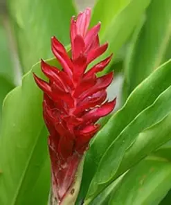 Curcuma Red Flower Plant - 3 Rhizomes - Fast Growing Turmeric - Indoor/Outdoor - Image 1