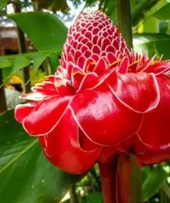 Curcuma Red Flower Plant - 3 Rhizomes - Fast Growing Turmeric - Indoor & Outdoor - Image 1