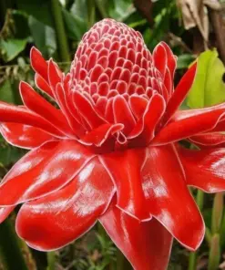 Curcuma Red Flower Plant - 3 Root Rhizomes - Fast Growing Turmeric - Indoor/Outdoor - Image 1