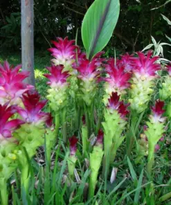 Curcuma Red Flower Plant Rhizomes - Fast Grow Turmeric - Indoor/Outdoor - Image 1