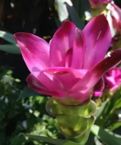 Curcuma Red Flower Plant Rhizomes - Fast Growing Turmeric - Indoor/Outdoor - Image 1