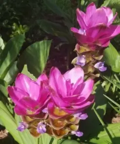 Curcuma Red Flower Plant Rhizomes - Fast Growing Turmeric - Indoor/Outdoor - Image 2