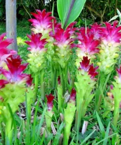 Curcuma Red Turmeric Plant Rhizomes - Live Plant - 8oz - Fast Growing - Indoor/Outdoor - Image 1