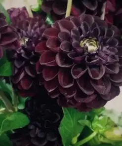 Dahlia Flower Seeds - Perennial, Rare, Multicolor - 20 Pcs - Outdoor - Image 1