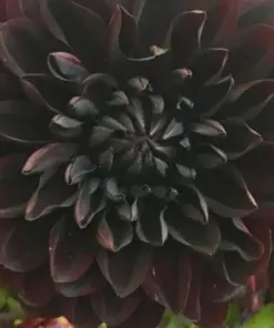 Dahlia Flower Seeds - Perennial, Rare, Multicolor - 20 Pcs - Outdoor - Image 2