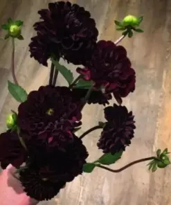 Dahlia Flower Seeds - Perennial, Rare, Multicolor - 20 Pcs - Outdoor - Image 3