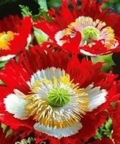 Danish Flag Poppy Seeds - Red & White Huge Flowers, Pollinator Friendly, Non-GMO - 1000 Count - Image 1