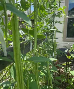 Dark Green Yard Long Bean Seeds - Chinese Asparagus Heirloom - 50 Count - Vegetable Seeds - Climbing Annual - Image 2