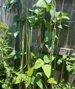 Dark Green Yard Long Bean Seeds - Chinese Asparagus Heirloom - 50 Count - Vegetable Seeds - Climbing Annual - Image 3