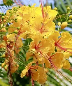 Delonix Regia Yellow Flamboyant Royal Poinciana - 20 Seeds - Rare Bonsai Tree Seed - Indoor/Outdoor - Image 3