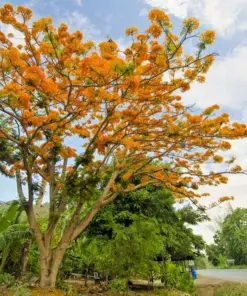 Delonix Regia Yellow Flamboyant Royal Poinciana - 20 Seeds - Rare Bonsai Tree Seed - Indoor/Outdoor - Image 4