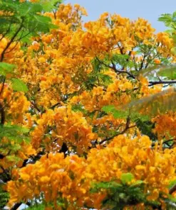 Delonix Regia Yellow Flamboyant Royal Poinciana - 20 Seeds - Rare Bonsai Tree Seed - Indoor/Outdoor - Image 1