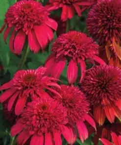 Double Cranberry Coneflower Seeds - Echinacea Perennial Flower Seeds - 50 Seeds - Outdoor - Image 1