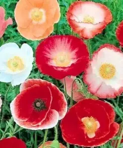 Double Shirley Poppy Flower Seeds - 1000+ Annual Mixed Colors for Garden - Image 1