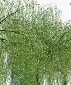 Dwarf Australian Weeping Willow Bonsai Tree Seeds - Salix Tristis - 5 Seeds - Image 2