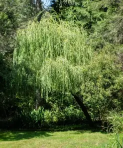 Dwarf Australian Weeping Willow Bonsai Tree Seeds - Salix Tristis - 5 Seeds - Image 3