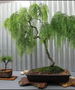 Dwarf Australian Weeping Willow Bonsai Tree Seeds - Salix Tristis - 5 Seeds - Image 1